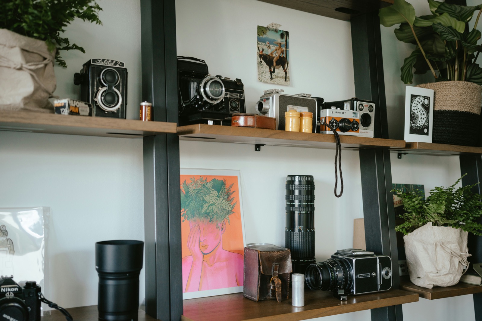 Wooden shelves holding a collection of vintage film cameras, a Rollei 35 T and a Hasselblad, next to houseplants